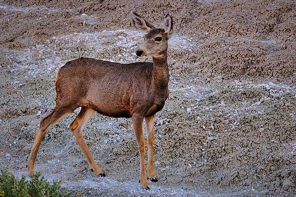 Mule Deer in Badlands National Park, SD