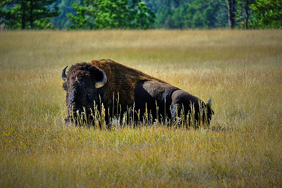 Custer State Park Annual Buffalo Roundup, SD