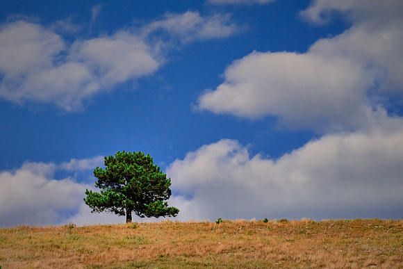 Lone tree in Custer State Park, SD