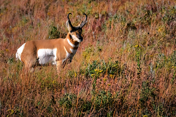 Pronghorn in Badlands National Park, SD