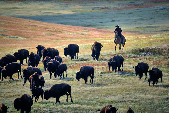 Custer State Park Annual Buffalo Roundup, SD