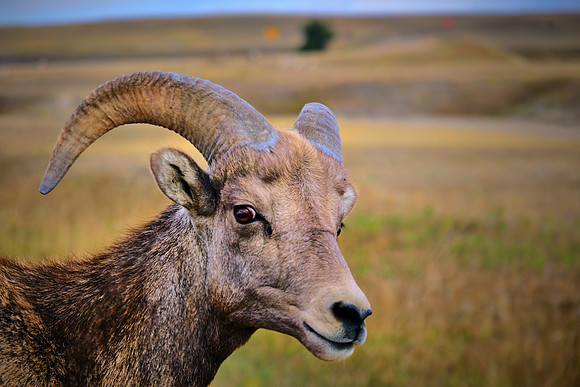 Bighorn Sheep in Badlands National Park, SD