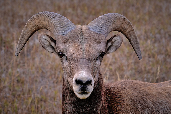 Bighorn Sheep in Badlands National Park, SD