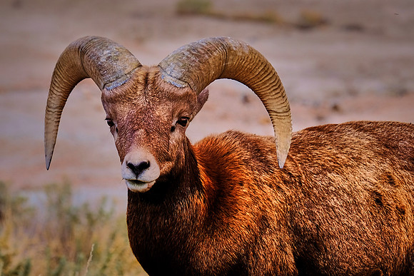 Bighorn Sheep in Badlands National Park, SD