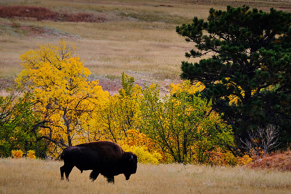 Custer State Park Annual Buffalo Roundup, SD