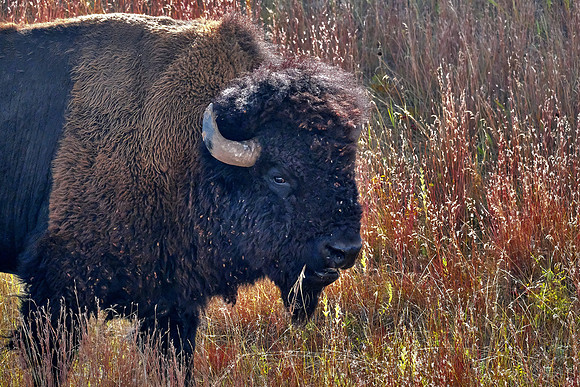 Custer State Park Annual Buffalo Roundup, SD