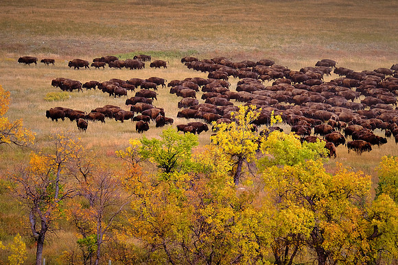Custer State Park Annual Buffalo Roundup, SD