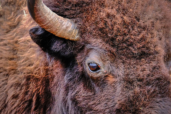 Custer State Park Annual Buffalo Roundup, SD