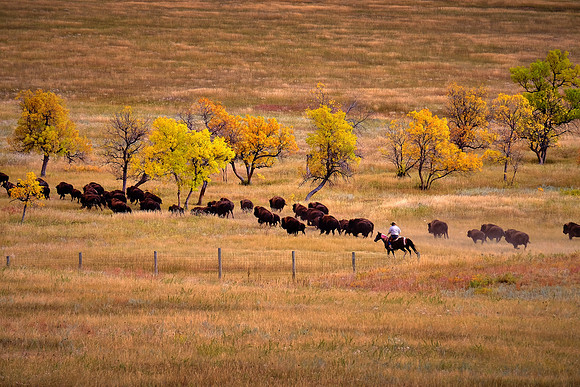 Custer State Park Annual Buffalo Roundup, SD