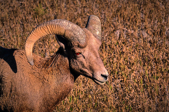 Bighorn Sheep in Badlands National Park, SD