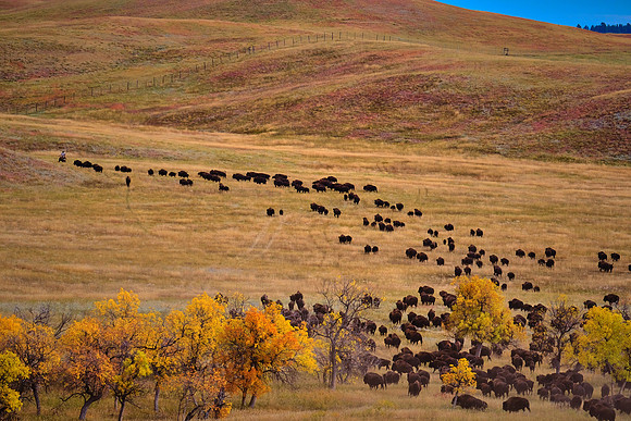 Custer State Park Annual Buffalo Roundup, SD