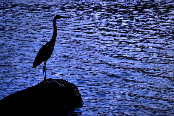 Big Blue, Lake Vermilion, MN