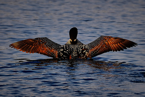 Loons on  Lake Vermilion, MN