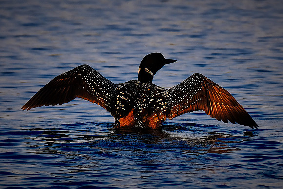 Loons on  Lake Vermilion, MN
