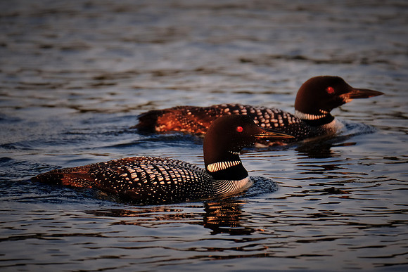 Loons on  Lake Vermilion, MN