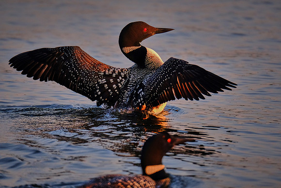 Loons on  Lake Vermilion, MN