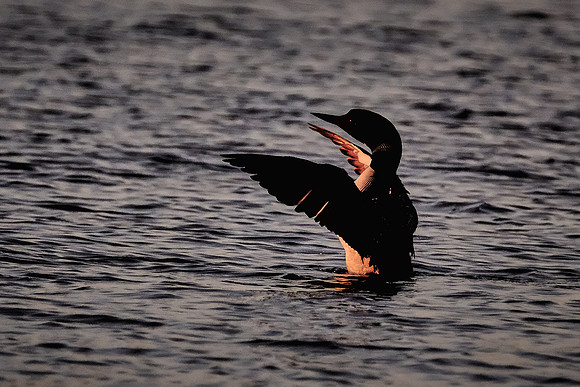 Loons on  Lake Vermilion, MN
