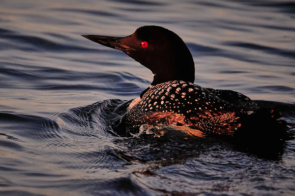 Loons on  Lake Vermilion, MN