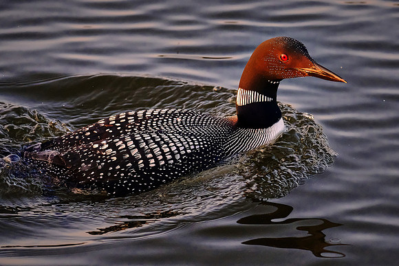 Loons on  Lake Vermilion, MN