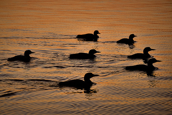 Loons on  Lake Vermilion, MN