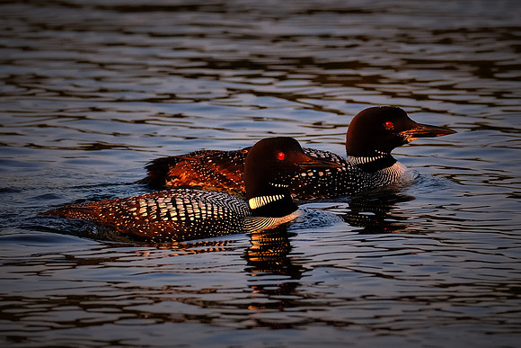 Loons on  Lake Vermilion, MN