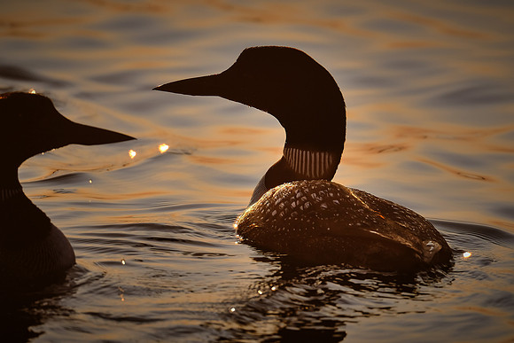 Loons on  Lake Vermilion, MN