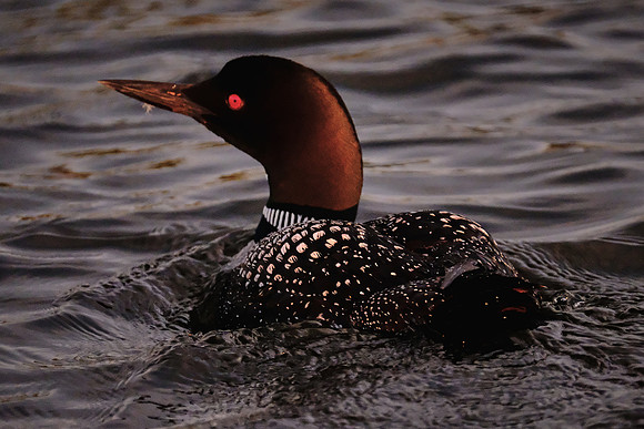Loons on  Lake Vermilion, MN