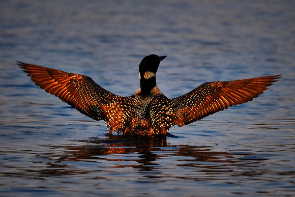Loons on  Lake Vermilion, MN