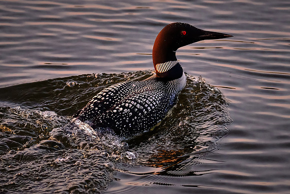Loons on  Lake Vermilion, MN
