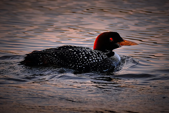 Loons on  Lake Vermilion, MN