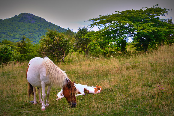 Grayson Highlands, VA