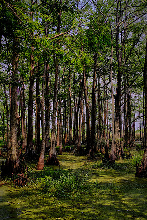 Cypress-Tupelo Swamp, Southern Louisiana