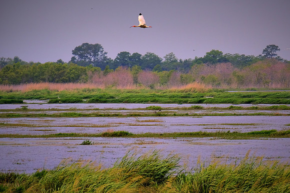 Cameron Prairie National Wildlife Refuge, Louisiana