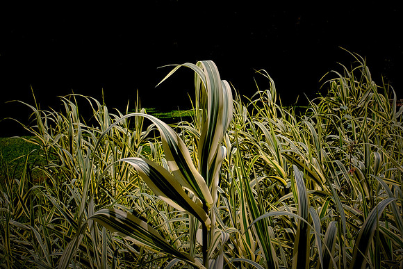 Tabasco Jungle Gardens, Avery Island, Louisiana