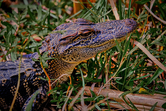 Sabine National Wildlife Refuge, Louisiana