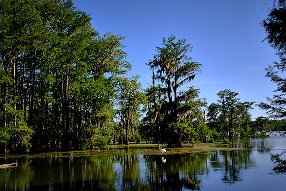 Lake Martin Cypress-Tupelo Swamp, Louisiana