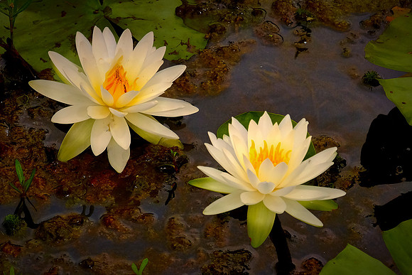 Sabine National Wildlife Refuge, Louisiana