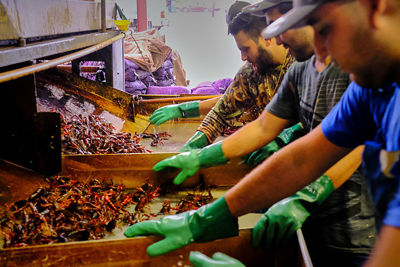 Atchafalaya Crawfish Processing, Henderson, Louisiana