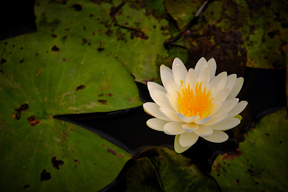 Sabine National Wildlife Refuge, Louisiana