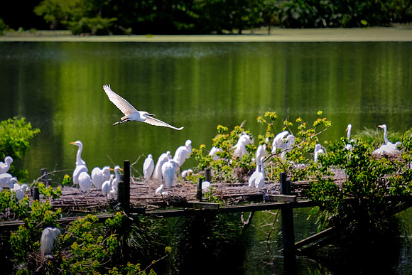Tabasco Jungle Gardens, Avery Island, Louisiana