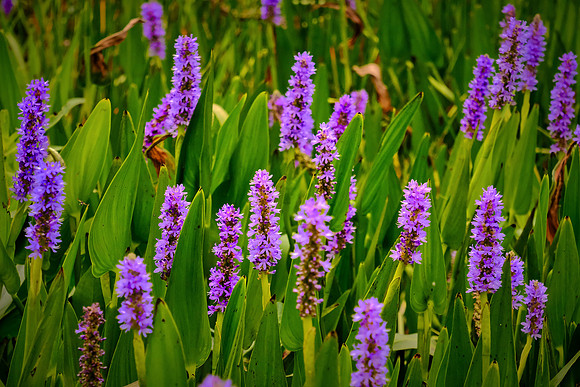 Sabine National Wildlife Refuge, Louisiana