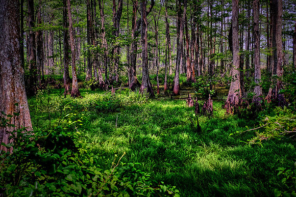 Cypress-Tupelo Swamp, Southern Louisiana