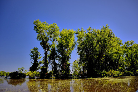 Atchafalaya Swamp, South-Central Louisiana