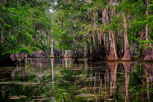 Lake Martin Cypress-Tupelo Swamp, Louisiana