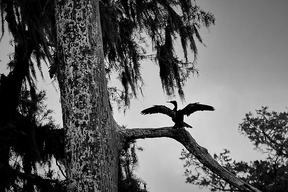 Lake Martin Cypress-Tupelo Swamp, Louisiana