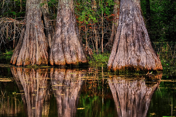 Lake Martin Cypress-Tupelo Swamp, Louisiana