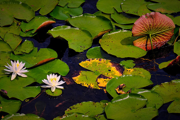 Cameron Prairie National Wildlife Refuge, Louisiana