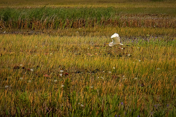 Cameron Prairie National Wildlife Refuge, Louisiana