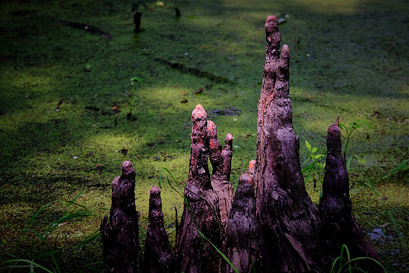 Cypress-Tupelo Swamp, Southern Louisiana