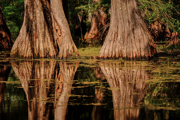 Lake Martin Cypress-Tupelo Swamp, Louisiana